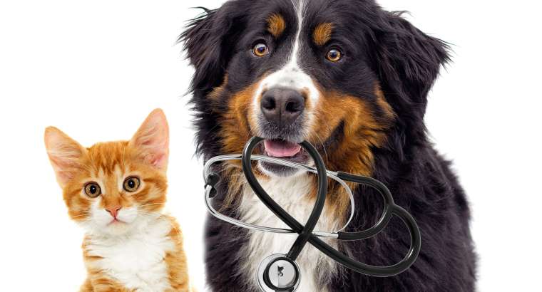 Bismuthum : aiuto nelle sindromi gastroenteriche del cane e del gatto.