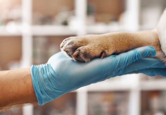 I am your friend. Hand of a veterinarian in a protective glove holding a paw of his patient during while working at veterinary clinic. Pet care concept. Medicine concept. Animal hospital